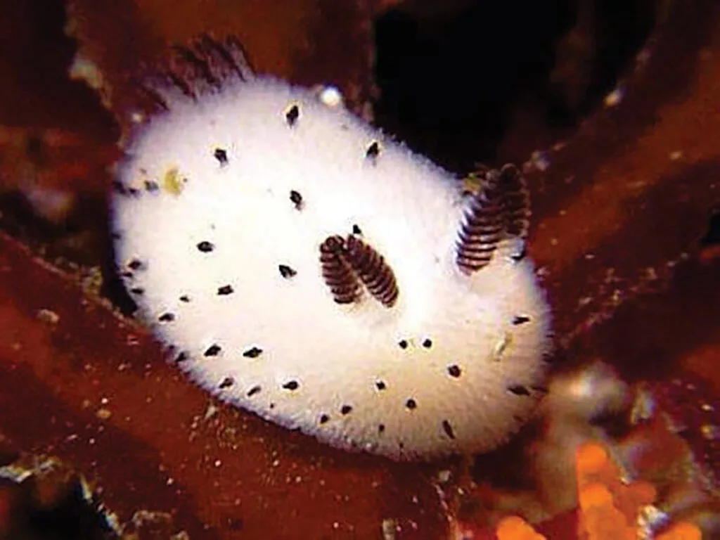 A close-up photo of a white, fuzzy sea slug with black spots and two brown, striped gills on its back, resting on…