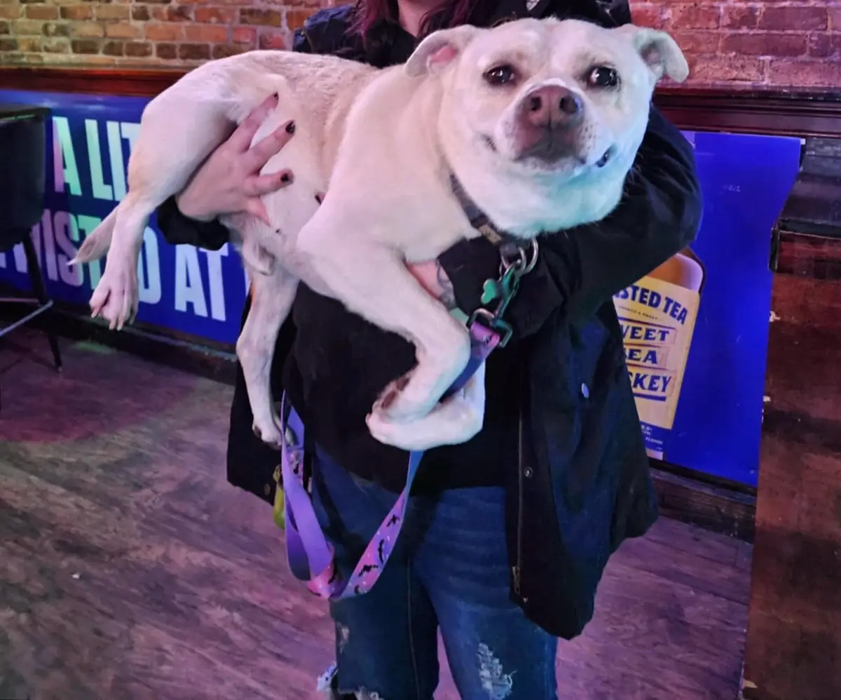 Meet Chonk: The adorable heavyweight.