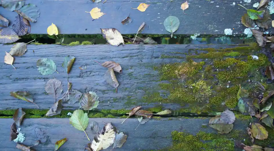 A close-up photo of weathered wooden planks covered in moss and scattered autumn leaves, with gaps between the planks…
