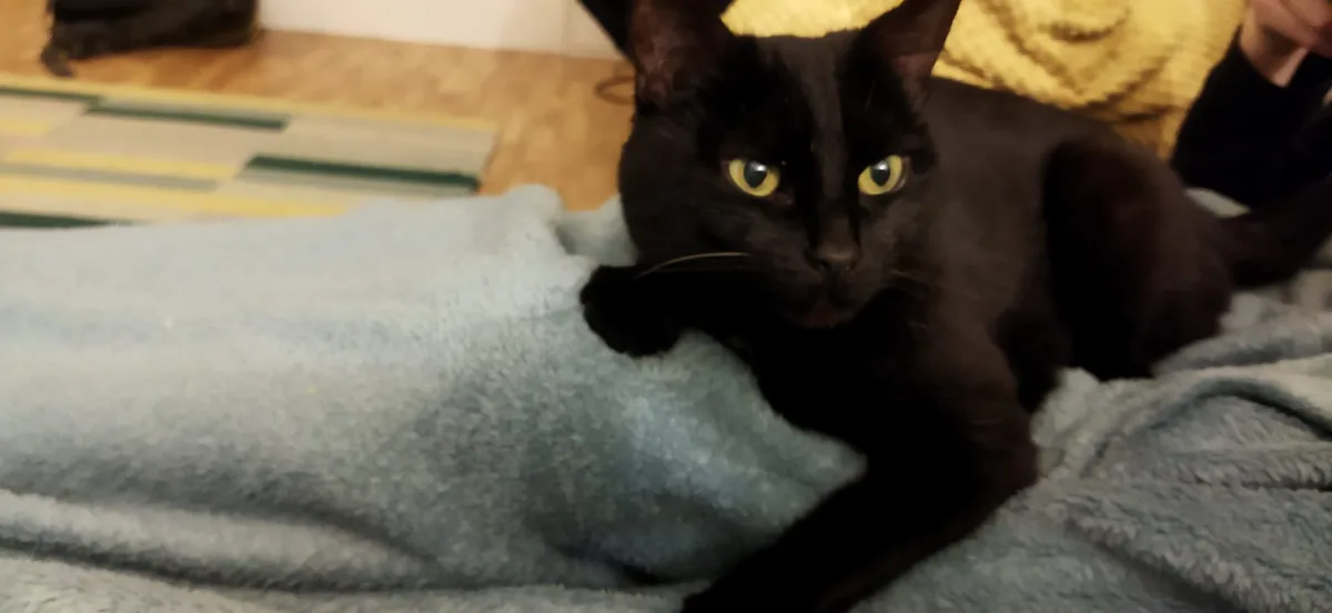 A black cat with bright yellow eyes lies on a light blue blanket, looking directly at the camera with a calm, slightly…
