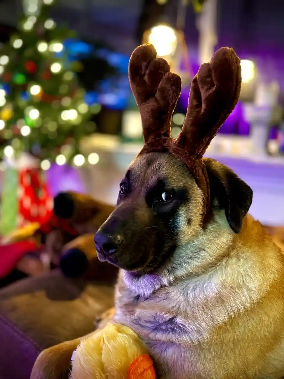 A German Shepherd dog wearing brown plush reindeer antlers sits in a festive setting with a blurred Christmas tree and…