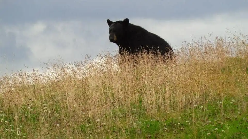 A black bear is partially hidden in tall, dry grass on a grassy hill under a cloudy sky. The bear is looking toward the left…
