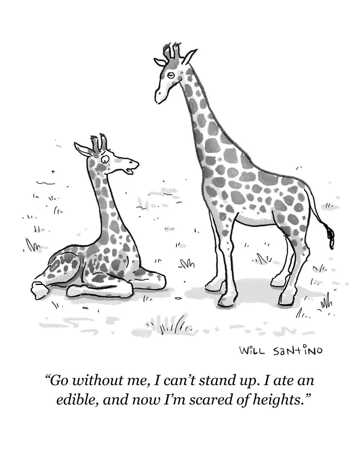 A black-and-white cartoon shows two giraffes; one is sitting on the ground looking up at the other, who stands tall. The…