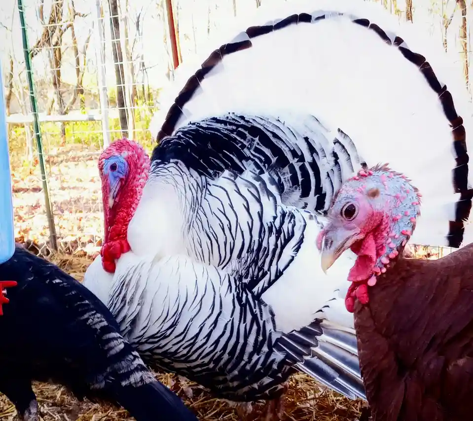 A large male turkey with a fanned white tail and black-and-white striped feathers stands prominently in a fenced enclosure…