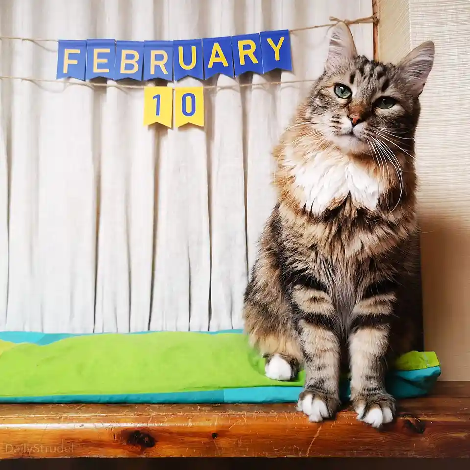 A fluffy tabby cat with green eyes sits upright on a green and blue cushion on a wooden surface, looking slightly…