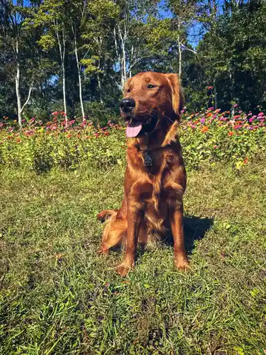 A golden retriever sits happily in a grassy field with colorful wildflowers and trees in the background, its tongue out and…