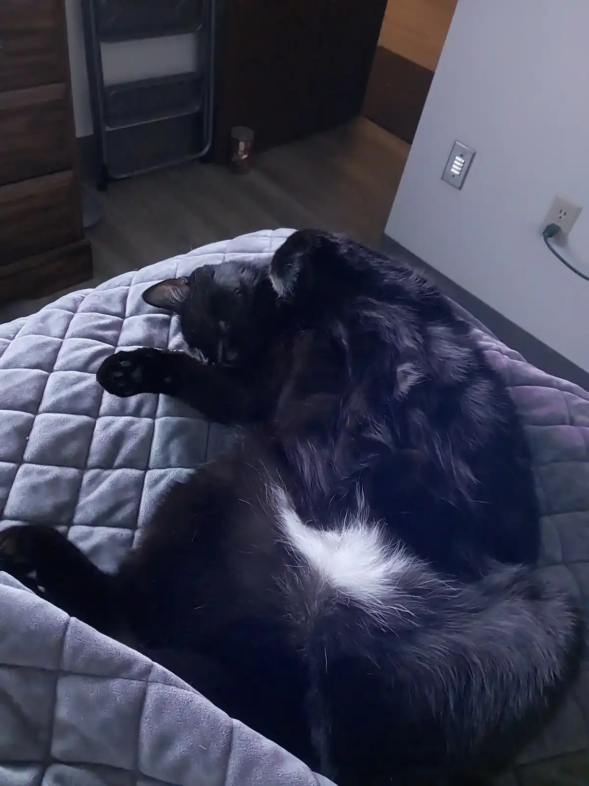A black cat with a white patch on its chest is curled up and sleeping soundly on a gray quilted pet bed. The cat's body is…