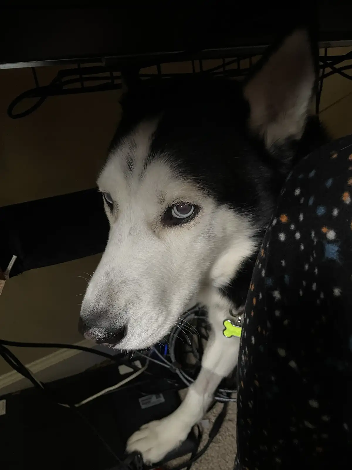 A black and white husky dog with striking blue eyes is peeking out from under a dark metal shelf, looking directly at the…