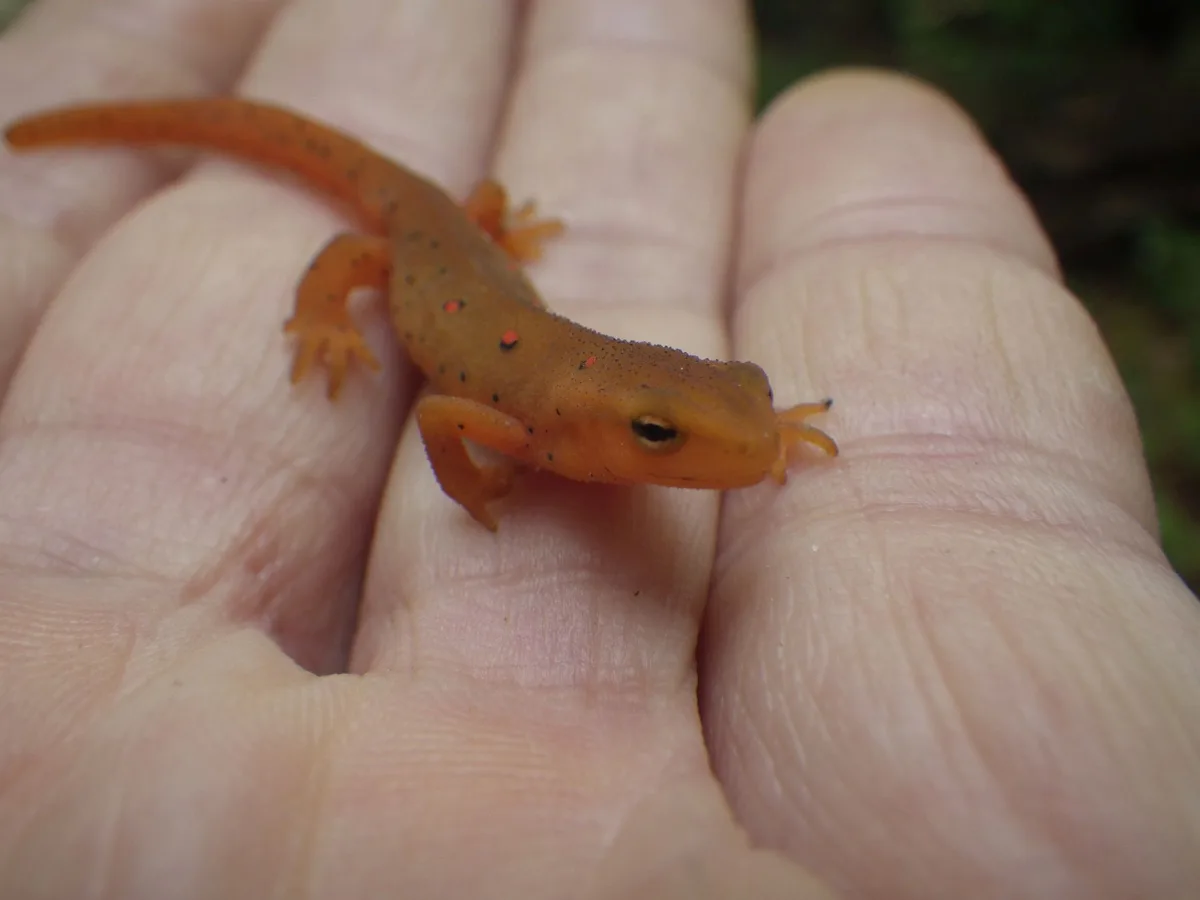 A small, orange salamander with black and red spots rests on an open human hand. The salamander's body is slender with four…