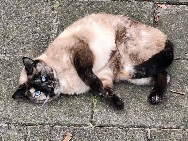 A siamese cat with striking blue eyes and dark points lies on its side on a paved surface, appearing relaxed and slightly…