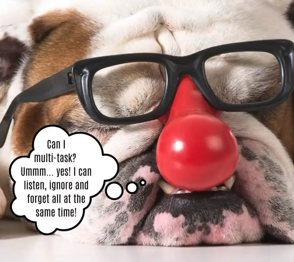 A close-up of a bulldog wearing oversized black glasses and a red clown nose, with a thought bubble saying 'Can I…