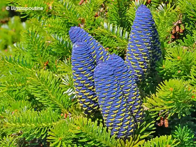 Three vividly blue pine cones with yellowish stripes are nestled among bright green pine needles. The overlaid text reads…