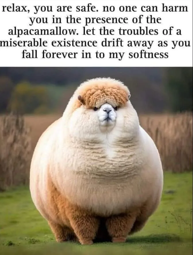 A very fluffy, round alpaca with a sheep-like woolly coat stands in a grassy field. The image is overlaid with text that…