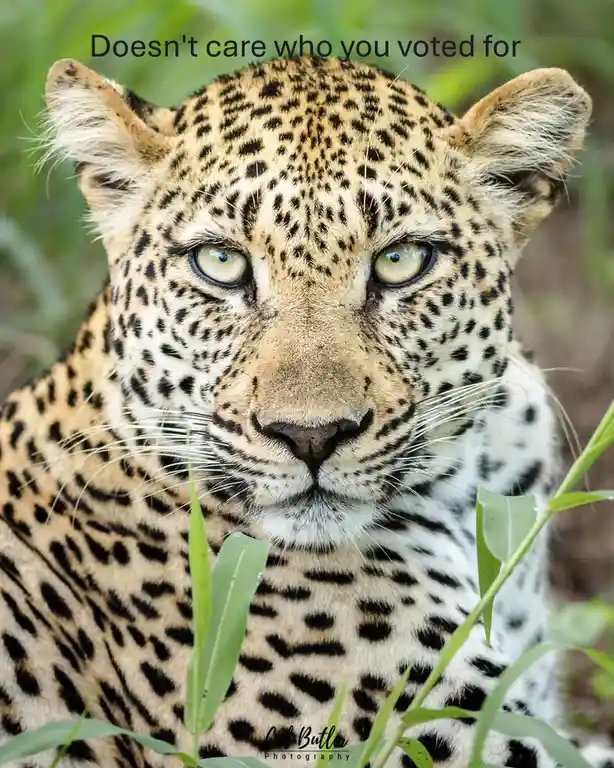 A close-up photograph of a leopard with intense, unblinking green eyes staring directly at the camera, surrounded by green…