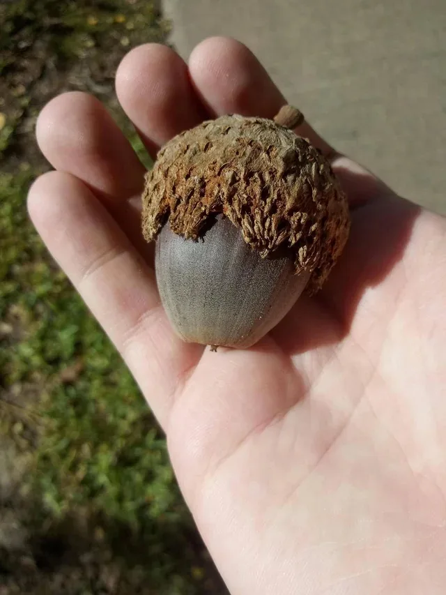 Proud to be on Team Acorn!