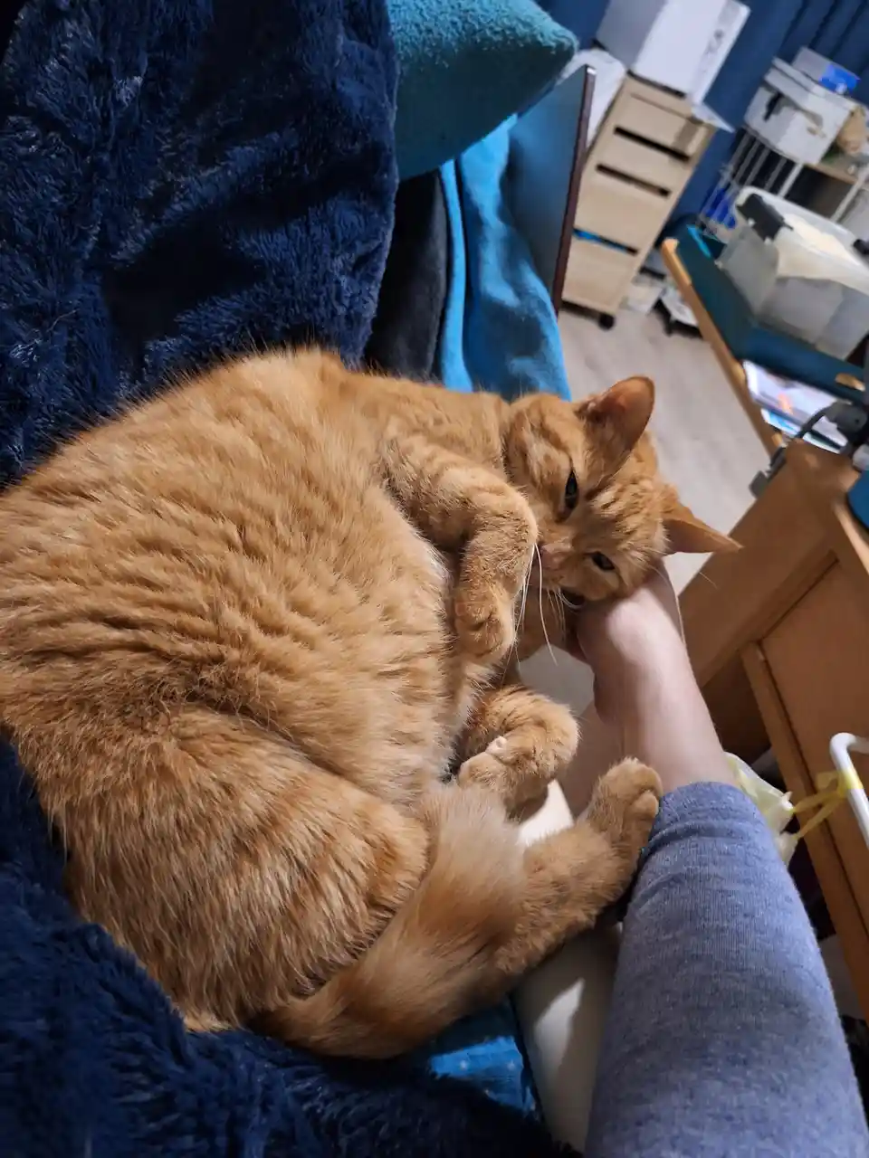 An orange tabby cat is curled up and resting its head on a person's hand while lying on a blue blanket. The cat appears very…