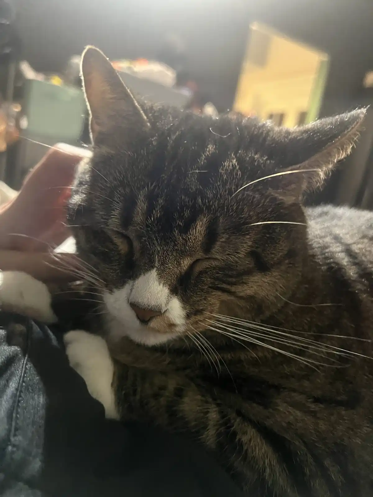 A close-up photo of a tabby cat with white paws and a white muzzle, eyes half-closed in contentment while being petted on…