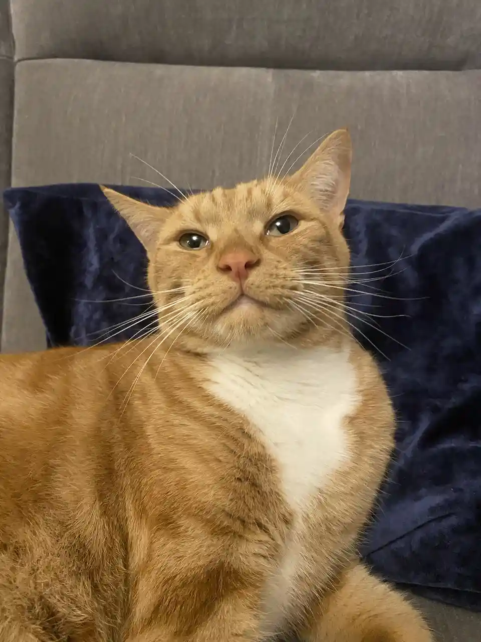 An orange tabby cat with a white chest sits on a dark blue velvet pillow against a gray couch, looking upward with a smug…