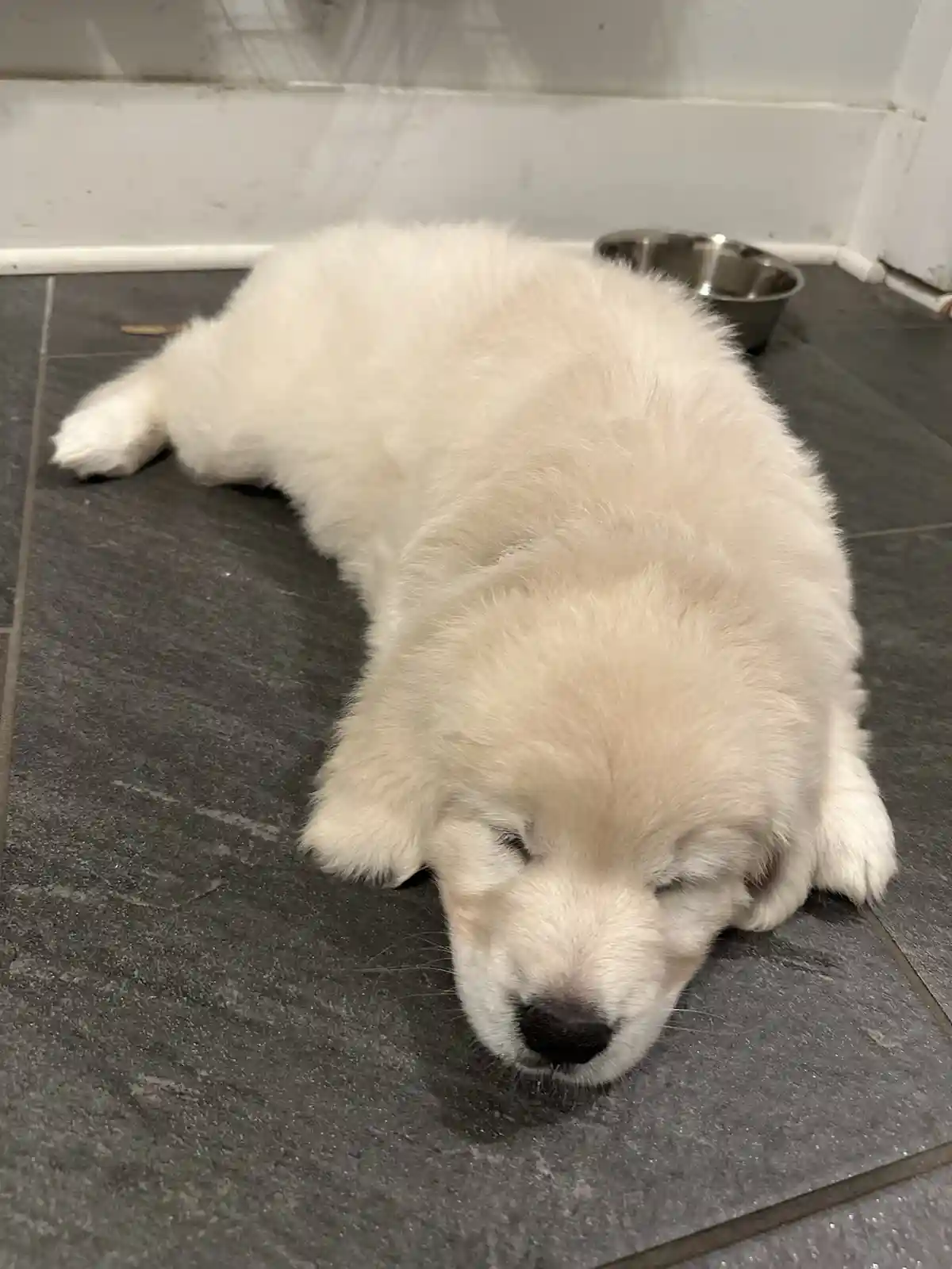 A fluffy white puppy is curled up and sleeping soundly on a dark tiled floor, with a metal food bowl visible nearby. The…