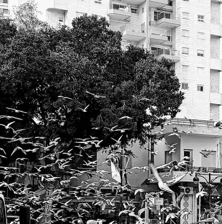 A black-and-white photo shows a massive flock of birds, likely pigeons or seagulls, swirling chaotically around a large tree…