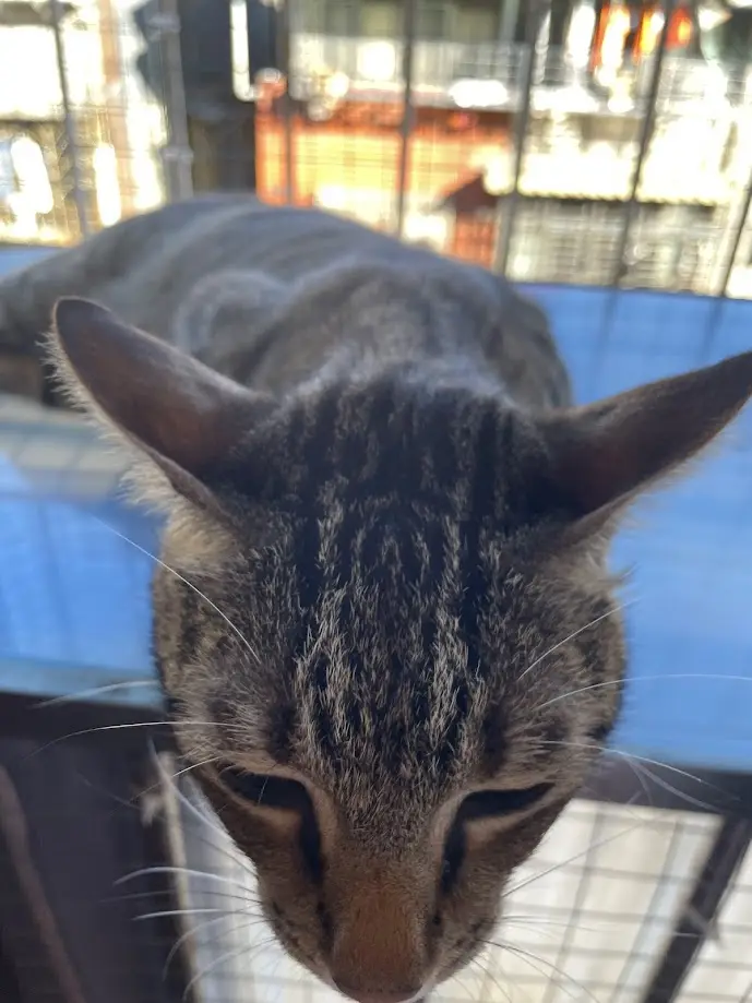 A close-up photo of a tabby cat with a visibly tired or unenthusiastic expression, looking downward with half-closed eyes…