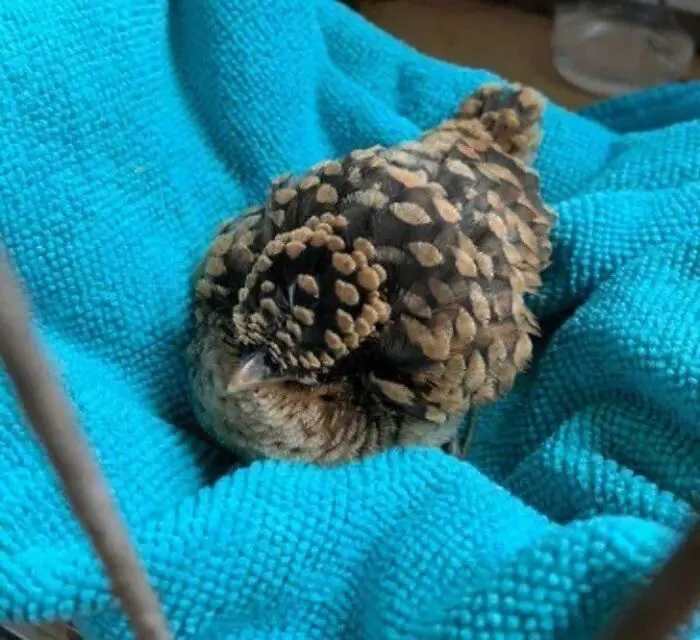 Birds Unite for Team Pinecone!