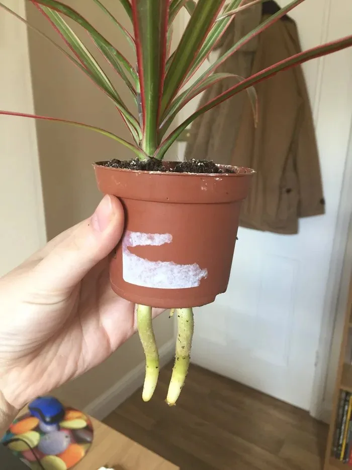 A hand holds a small potted plant with visible roots dangling out the bottom of the terracotta pot. The pot has a white…