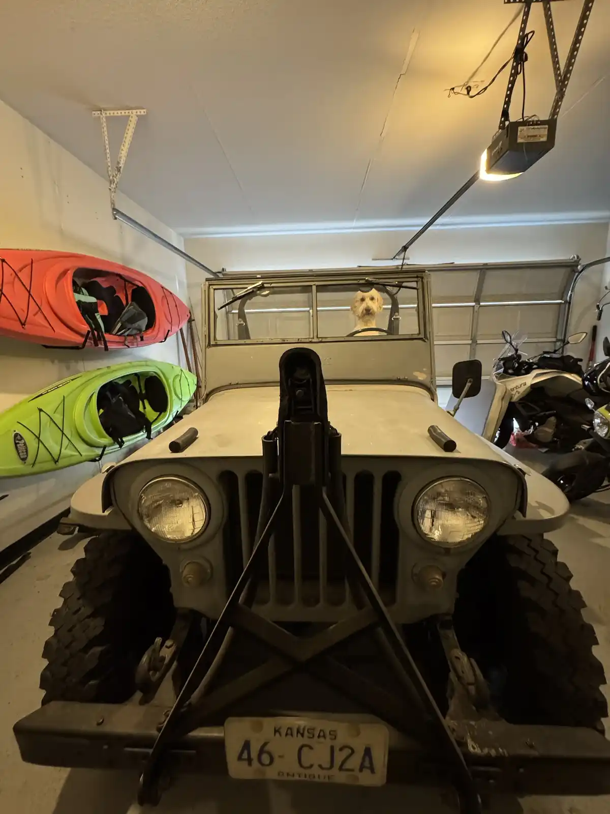 A fluffy white dog sits in the driver's seat of a vintage 1946 CJ2A Jeep parked in a garage, looking directly at the camera…