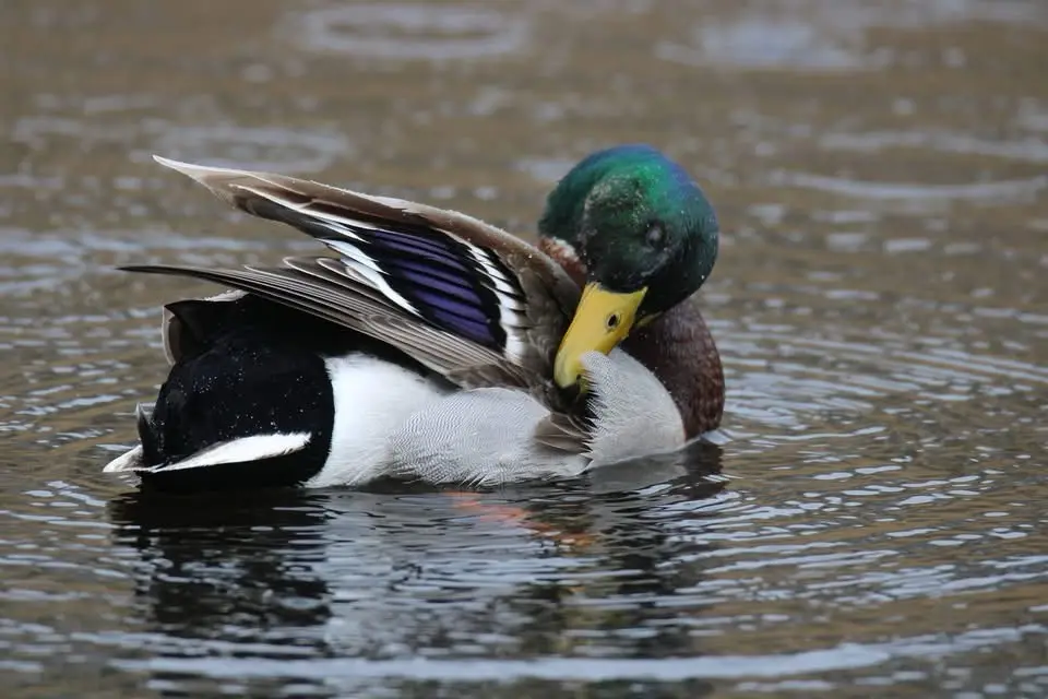 a male mallard duck with a green head and yellow bill is floating in water, preening its feathers by tucking its head into…