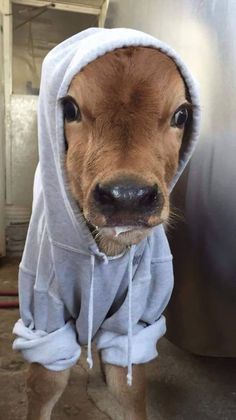 A young brown calf with large dark eyes and a wet nose is wearing a light gray hooded sweatshirt, with the hood pulled up…