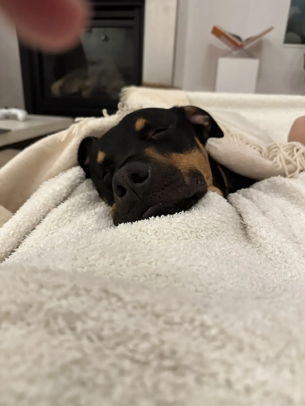 A black and tan dog, likely a Rottweiler or similar breed, is sleeping soundly with its head resting on a fluffy white…