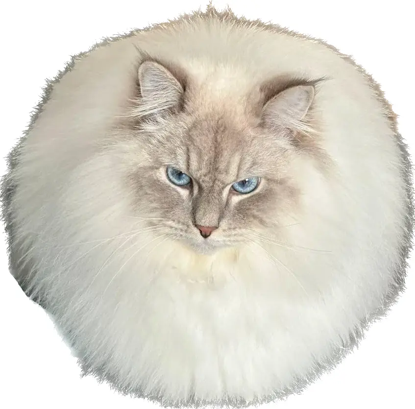 A fluffy, long-haired cat with blue eyes and a light gray face is curled into a tight, round ball against a black…