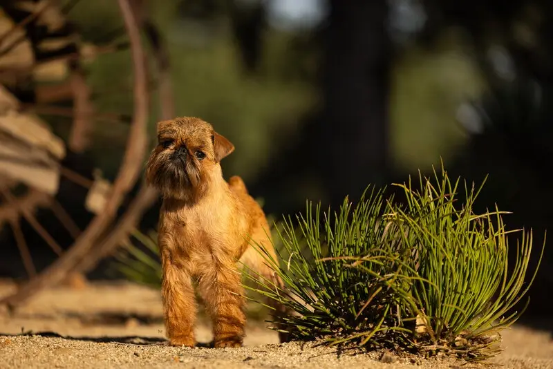 A small, scruffy, tan Brussels Griffon dog stands alert on sandy ground next to a green tuft of grass, with a blurred wooden…