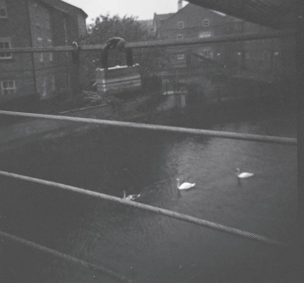 A grainy black-and-white photo shows two swans swimming in a dark body of water, viewed from above through thick horizontal…
