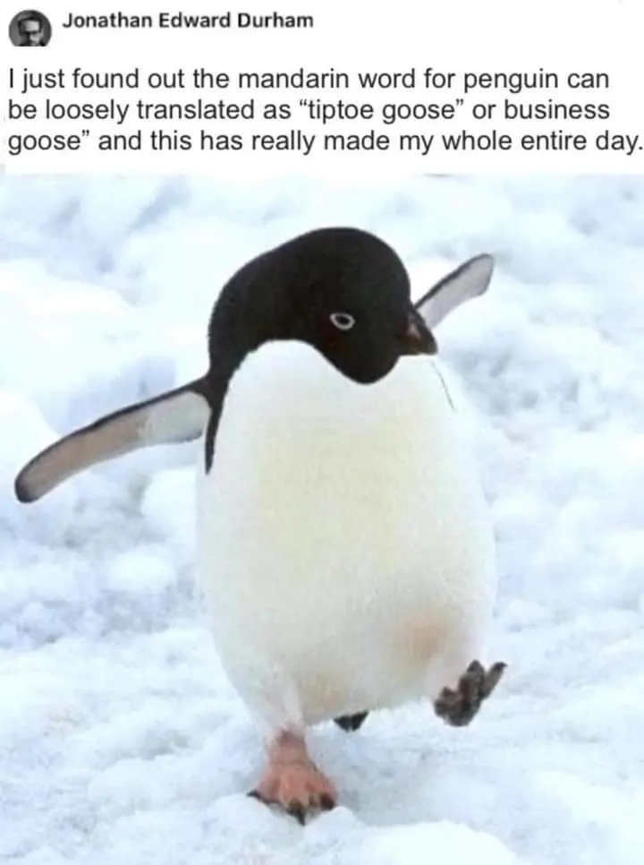 A penguin stands in snow, one foot lifted as if tiptoeing, with its wings slightly outstretched. The overlaid text reads: 'I…