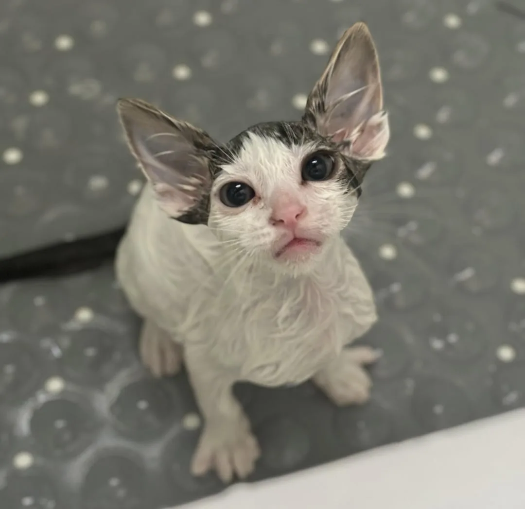 A wet, hairless cat with large ears and wide eyes sits on a gray textured mat, looking up with a pouty expression. The…