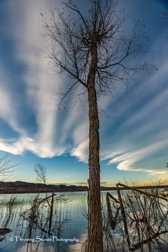 A tall, leafless tree stands in shallow water with a dramatic sky of streaked clouds behind it. The tree's trunk is textured…