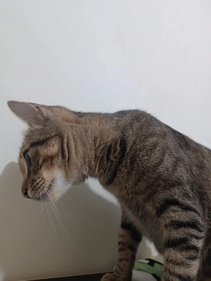 a tabby cat stands in profile against a plain white wall, its head tilted slightly downward with a relaxed, unbothered…