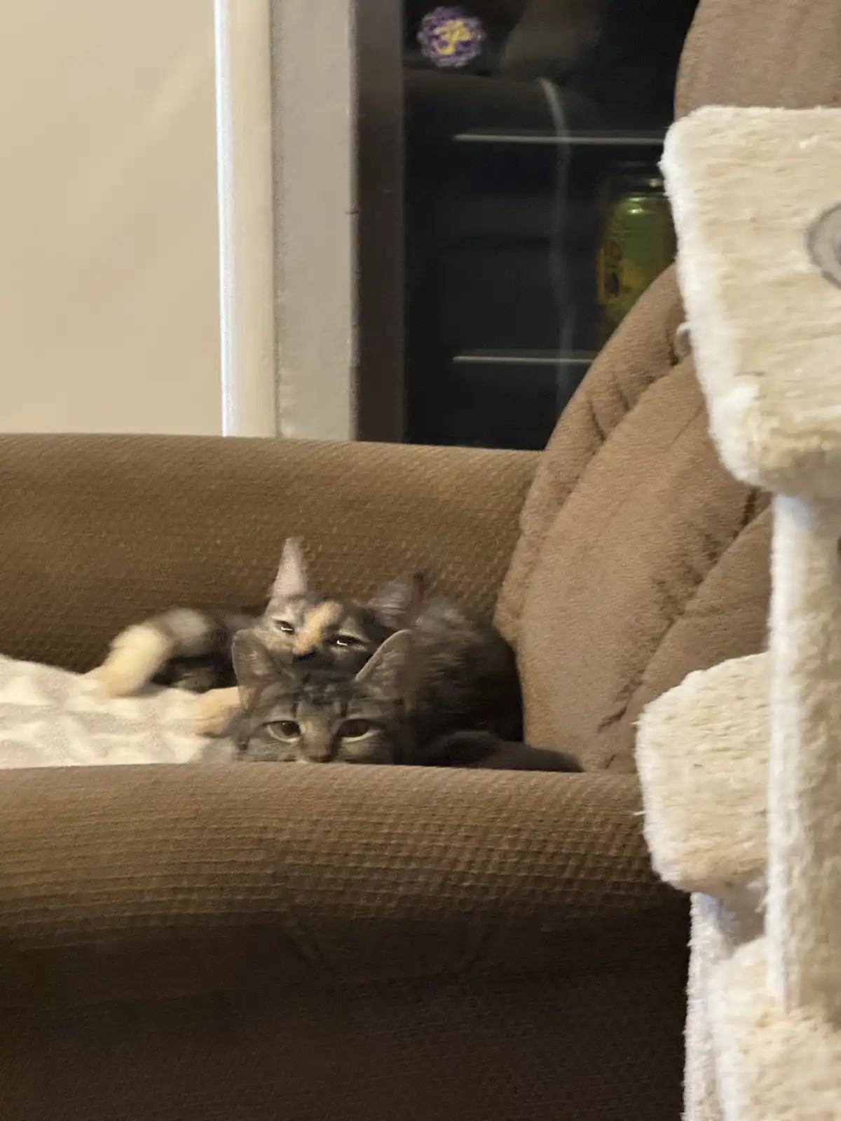 Two cats are snuggled together on a brown couch, one resting its head on the other's back. The cat in front has a tired…