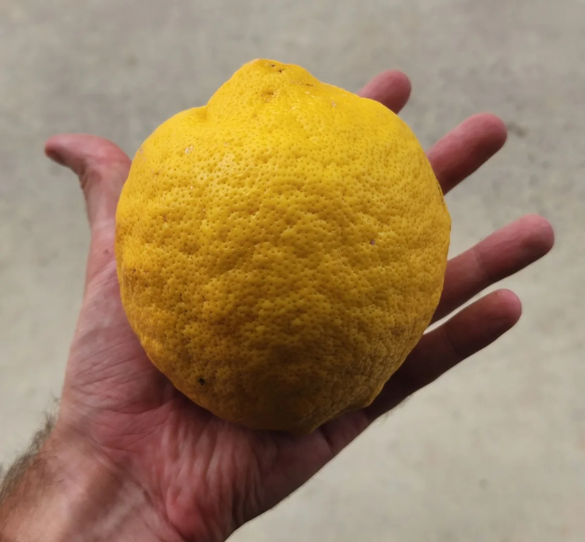 A person's hand holds a large, unusually textured yellow lemon against a blurred concrete background. The lemon's rind is…