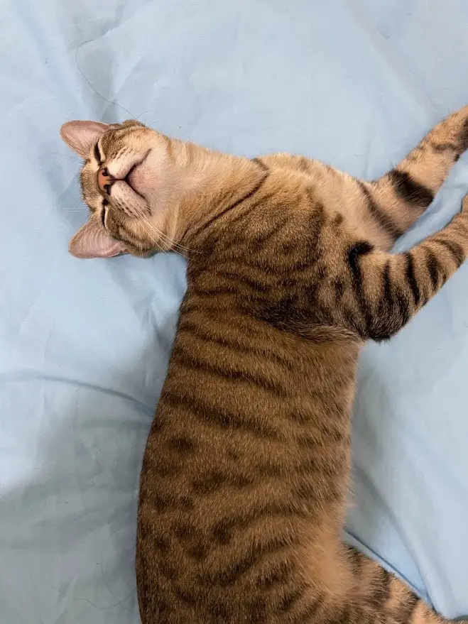 The Cat That Always Brings a Smile