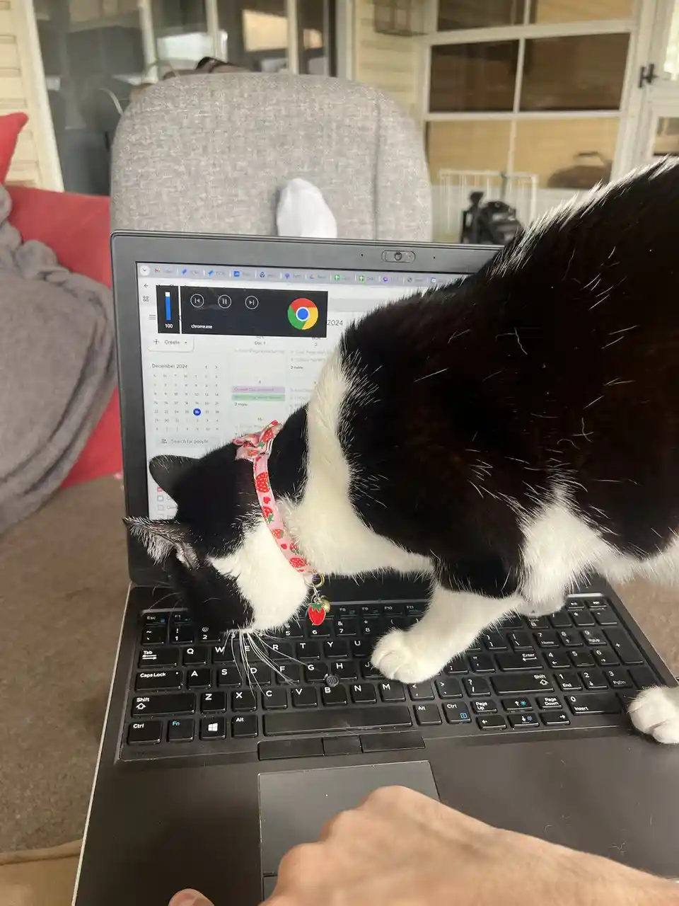 A black and white cat wearing a pink strawberry-patterned collar is perched on a laptop keyboard, its head near the screen…