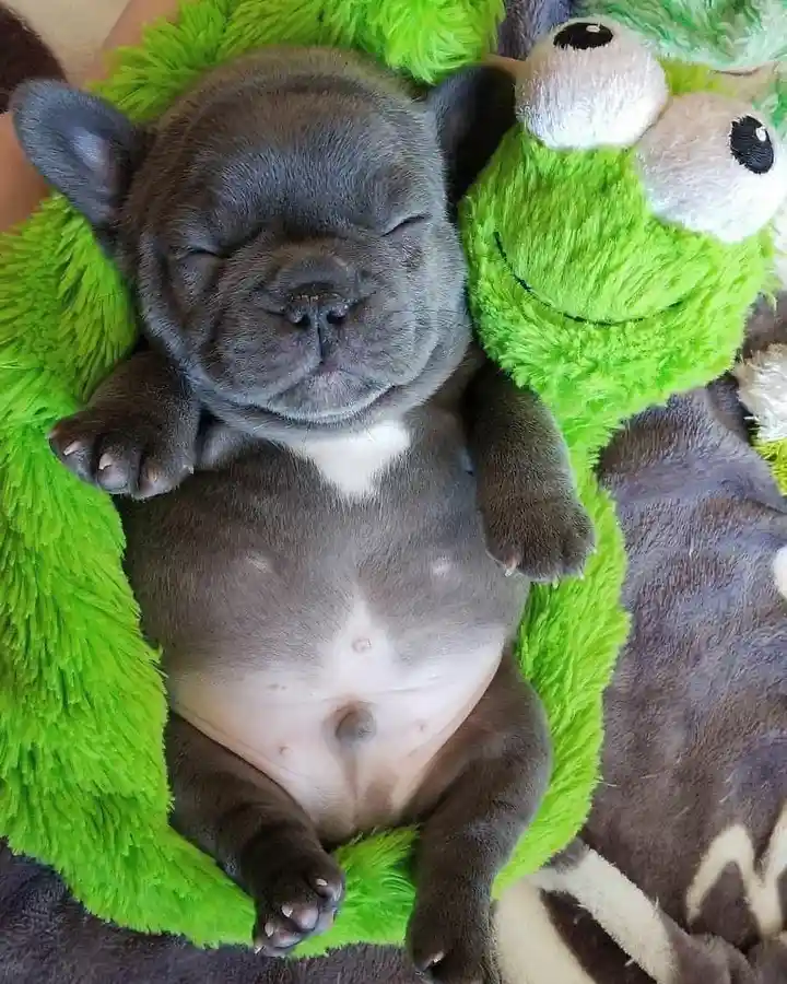 A small, gray French bulldog puppy is sleeping soundly on its back, belly exposed, nestled in a bright green, fluffy plush…