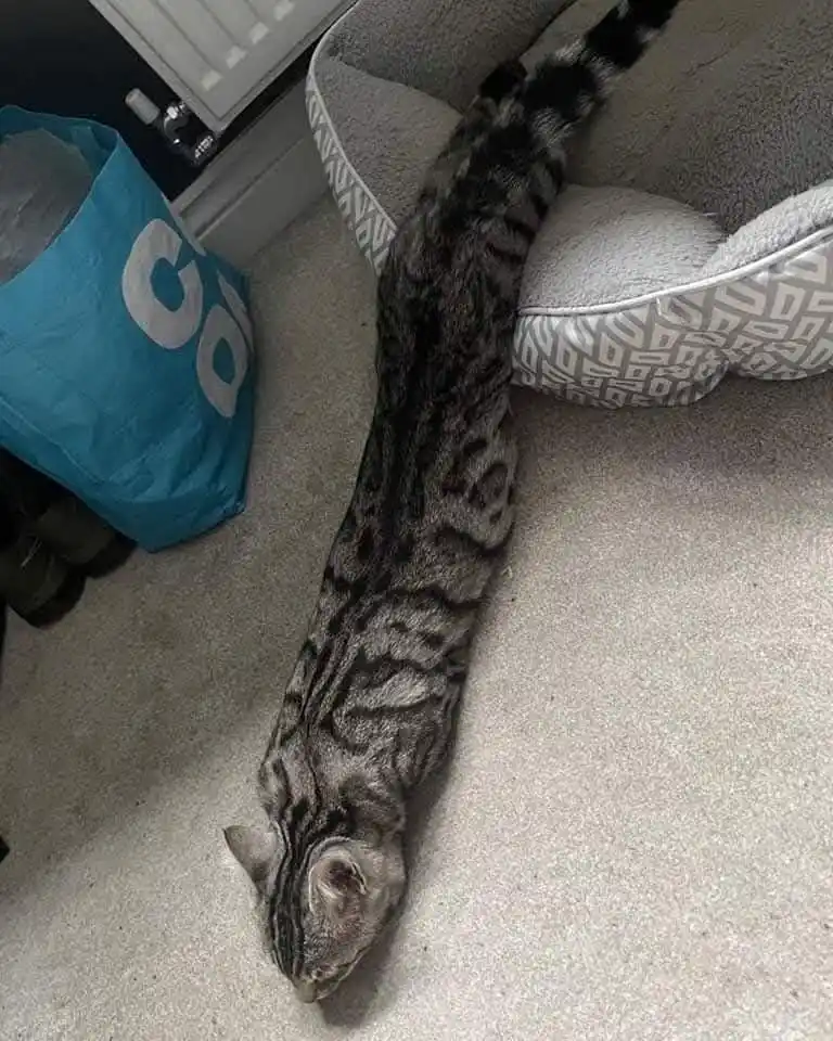 A silver tabby cat is stretched out extremely long on a light-colored carpet, its body forming a straight line from its head…