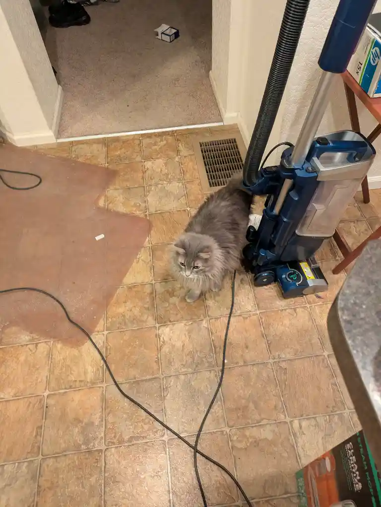 A fluffy gray cat sits on a tiled floor next to a blue upright vacuum cleaner, looking directly at the camera with a…