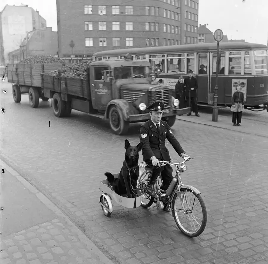A black-and-white historical photo shows a uniformed police officer riding a bicycle with a German Shepherd dog in a…