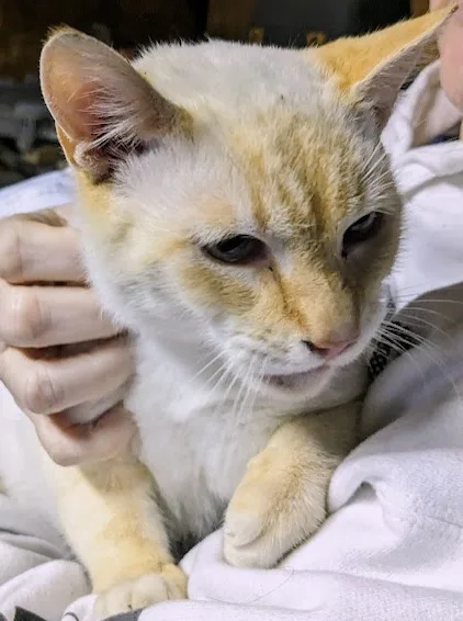 A close-up photo of a cream and white cat being petted by a human hand, looking visibly unimpressed or annoyed with…