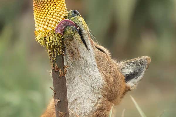 Meet the Nectar-Loving Ethiopian Wolves: Nature's First Carnivore Pollinators