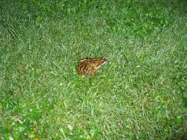 A brown-spotted frog sits centered in a patch of green grass under nighttime lighting. The image has white text overlaid at…