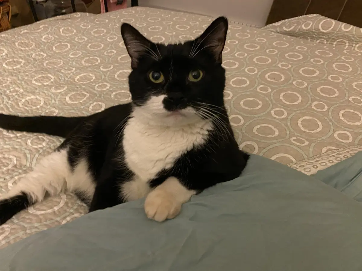 A black and white cat with wide, startled-looking yellow eyes lies on a bed with a patterned beige comforter and a teal…